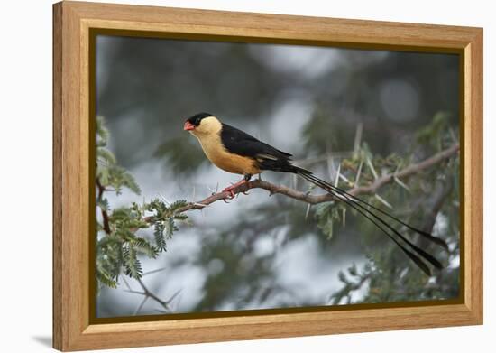 Shaft-tailed whydah (Vidua regia), male, Kgalagadi Transfrontier Park, South Africa, Africa-James Hager-Framed Premier Image Canvas