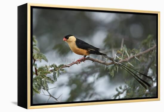 Shaft-tailed whydah (Vidua regia), male, Kgalagadi Transfrontier Park, South Africa, Africa-James Hager-Framed Premier Image Canvas