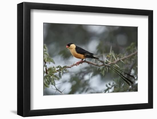 Shaft-tailed whydah (Vidua regia), male, Kgalagadi Transfrontier Park, South Africa, Africa-James Hager-Framed Photographic Print