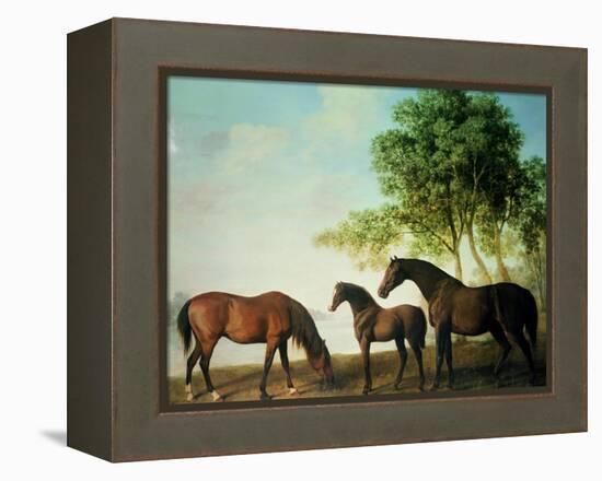 Shafto Mares and a Foal-George Stubbs-Framed Premier Image Canvas