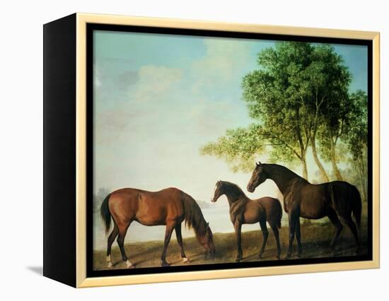 Shafto Mares and a Foal-George Stubbs-Framed Premier Image Canvas