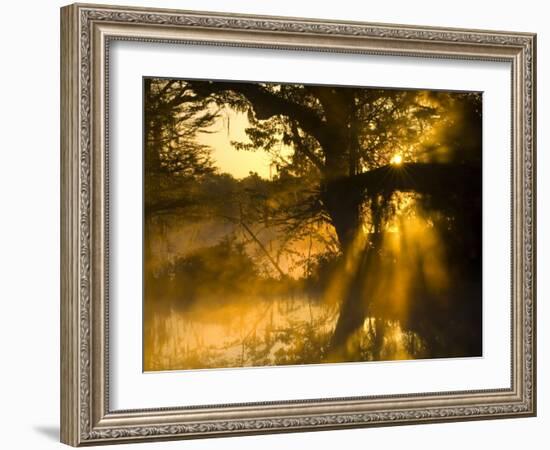 Shafts of Sunlight, Magnolia Plantation, Charleston, South Carolina, USA-Corey Hilz-Framed Photographic Print