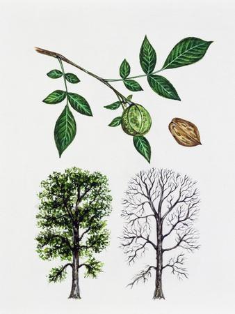 Shagbark Hickory (Carya Ovata), Jugladaceae, Tree with and