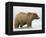 Shaggy Brown Bear in Stream-Arthur Morris-Framed Premier Image Canvas