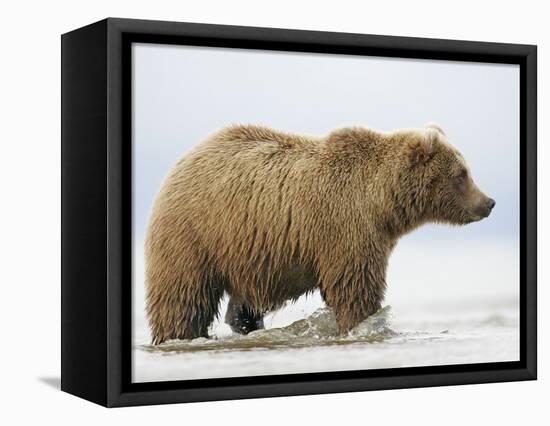 Shaggy Brown Bear in Stream-Arthur Morris-Framed Premier Image Canvas