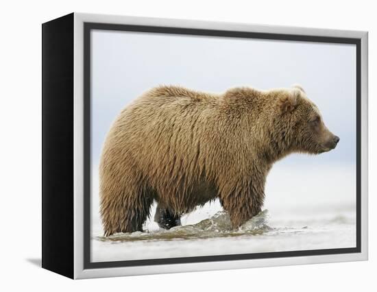 Shaggy Brown Bear in Stream-Arthur Morris-Framed Premier Image Canvas
