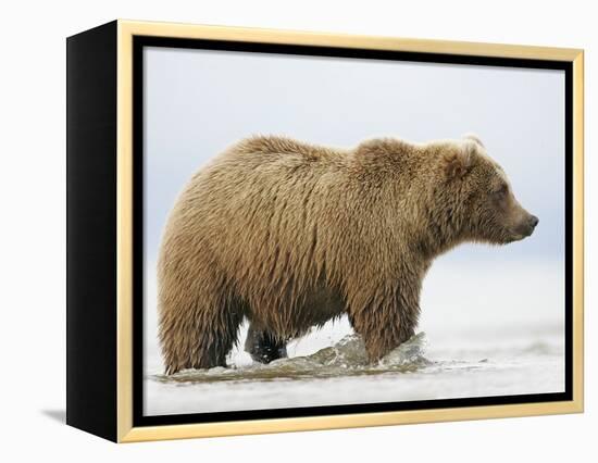 Shaggy Brown Bear in Stream-Arthur Morris-Framed Premier Image Canvas