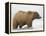 Shaggy Brown Bear in Stream-Arthur Morris-Framed Premier Image Canvas