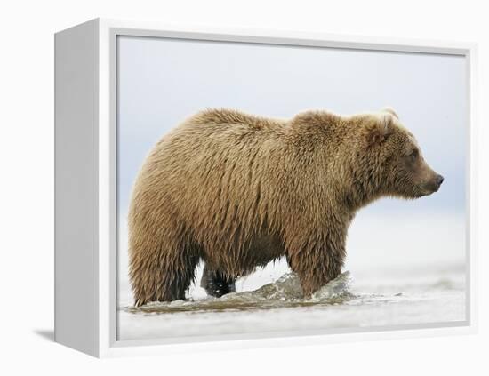Shaggy Brown Bear in Stream-Arthur Morris-Framed Premier Image Canvas