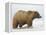 Shaggy Brown Bear in Stream-Arthur Morris-Framed Premier Image Canvas