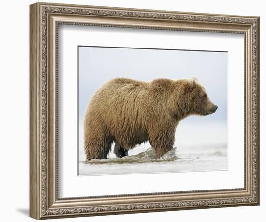 Shaggy Brown Bear in Stream-Arthur Morris-Framed Photographic Print