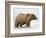 Shaggy Brown Bear in Stream-Arthur Morris-Framed Photographic Print