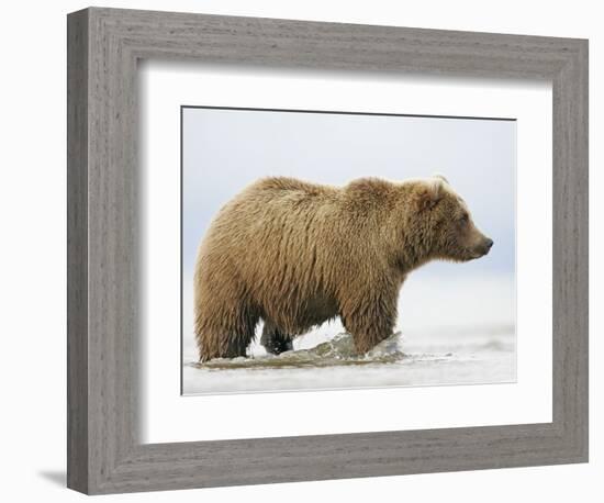 Shaggy Brown Bear in Stream-Arthur Morris-Framed Photographic Print