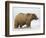 Shaggy Brown Bear in Stream-Arthur Morris-Framed Photographic Print