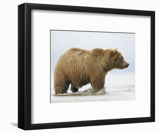Shaggy Brown Bear in Stream-Arthur Morris-Framed Photographic Print