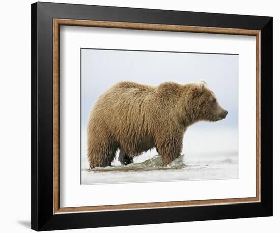 Shaggy Brown Bear in Stream-Arthur Morris-Framed Photographic Print