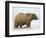 Shaggy Brown Bear in Stream-Arthur Morris-Framed Photographic Print