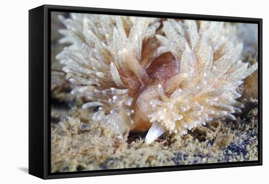 Shaggy Mouse Nudibranch-Alexander Semenov-Framed Premier Image Canvas