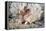 Shaggy Mouse Nudibranch-Alexander Semenov-Framed Premier Image Canvas