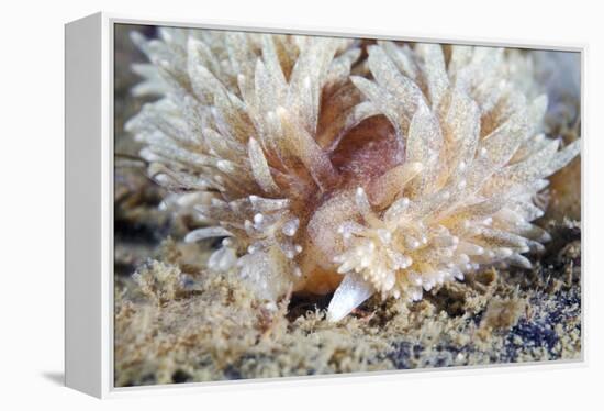 Shaggy Mouse Nudibranch-Alexander Semenov-Framed Premier Image Canvas