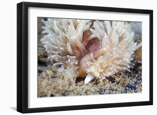 Shaggy Mouse Nudibranch-Alexander Semenov-Framed Photographic Print