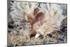 Shaggy Mouse Nudibranch-Alexander Semenov-Mounted Photographic Print