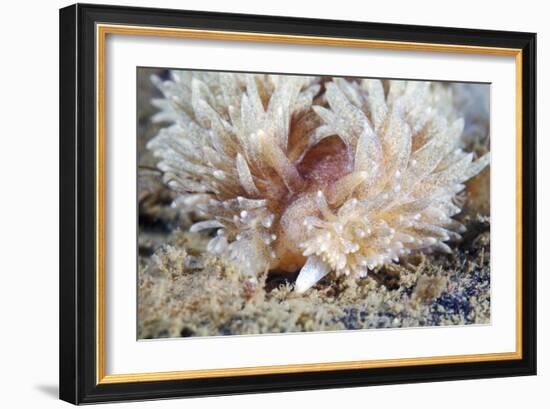 Shaggy Mouse Nudibranch-Alexander Semenov-Framed Photographic Print