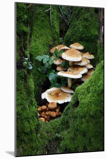 Shaggy Pholiota Fungi-Dr. Keith Wheeler-Mounted Photographic Print