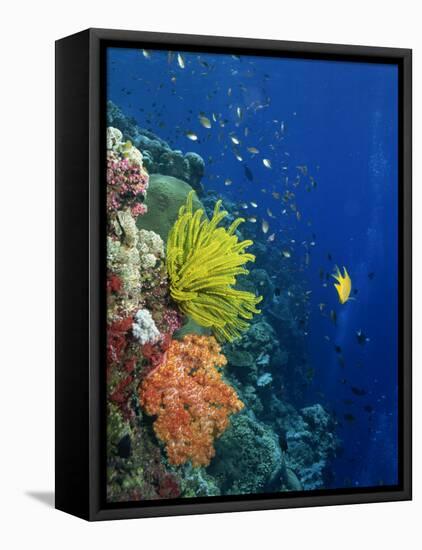 Shallow Top of Reef Serving as a Nursery for Young Fish, Sabah, Malaysia, Borneo, Southeast Asia-Murray Louise-Framed Premier Image Canvas