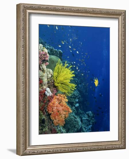 Shallow Top of Reef Serving as a Nursery for Young Fish, Sabah, Malaysia, Borneo, Southeast Asia-Murray Louise-Framed Photographic Print