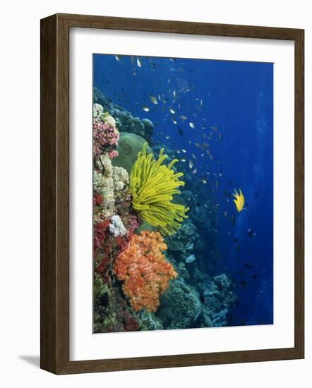 Shallow Top of Reef Serving as a Nursery for Young Fish, Sabah, Malaysia, Borneo, Southeast Asia-Murray Louise-Framed Photographic Print