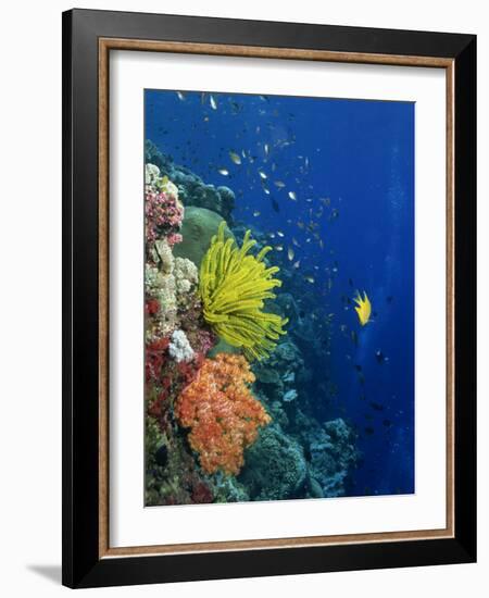 Shallow Top of Reef Serving as a Nursery for Young Fish, Sabah, Malaysia, Borneo, Southeast Asia-Murray Louise-Framed Photographic Print