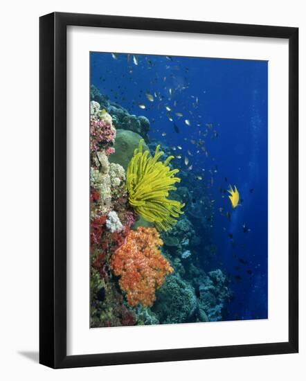 Shallow Top of Reef Serving as a Nursery for Young Fish, Sabah, Malaysia, Borneo, Southeast Asia-Murray Louise-Framed Photographic Print