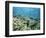 Shallow Top of the Reef is Nursery for Young Fish, Sabah, Malaysia, Southeast Asia-Lousie Murray-Framed Photographic Print