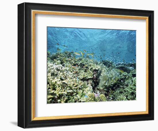 Shallow Top of the Reef is Nursery for Young Fish, Sabah, Malaysia, Southeast Asia-Lousie Murray-Framed Photographic Print