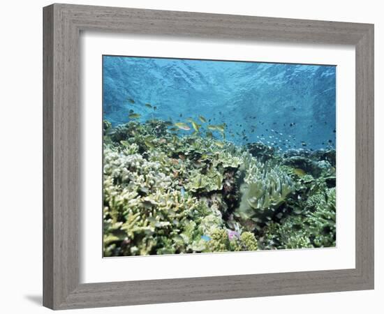 Shallow Top of the Reef is Nursery for Young Fish, Sabah, Malaysia, Southeast Asia-Lousie Murray-Framed Photographic Print