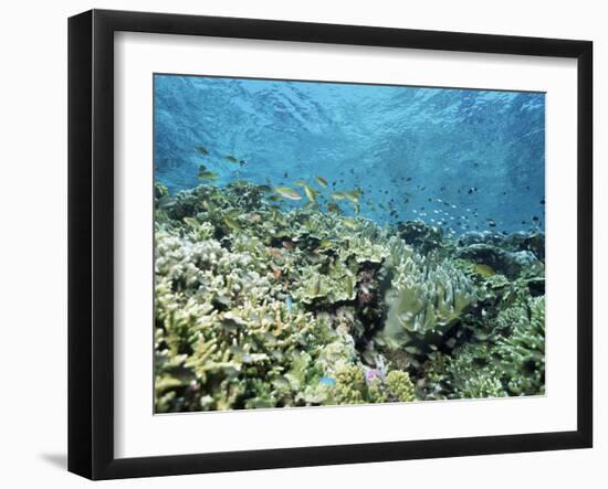 Shallow Top of the Reef is Nursery for Young Fish, Sabah, Malaysia, Southeast Asia-Lousie Murray-Framed Photographic Print