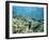 Shallow Top of the Reef is Nursery for Young Fish, Sabah, Malaysia, Southeast Asia-Lousie Murray-Framed Photographic Print