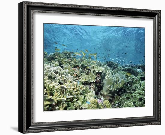 Shallow Top of the Reef is Nursery for Young Fish, Sabah, Malaysia, Southeast Asia-Lousie Murray-Framed Photographic Print