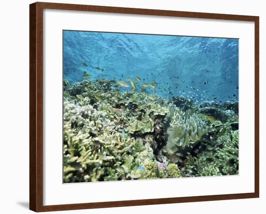 Shallow Top of the Reef is Nursery for Young Fish, Sabah, Malaysia, Southeast Asia-Lousie Murray-Framed Photographic Print
