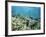 Shallow Top of the Reef is Nursery for Young Fish, Sabah, Malaysia, Southeast Asia-Lousie Murray-Framed Photographic Print