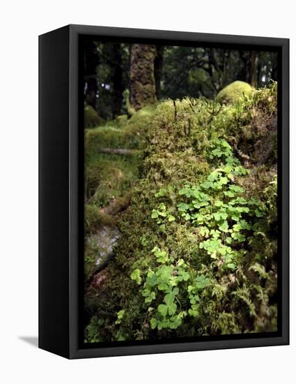 Shamrock Growing in an Ancient Oak Forest, County Kerry, Munster, Republic of Ireland-Andrew Mcconnell-Framed Premier Image Canvas