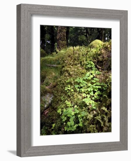 Shamrock Growing in an Ancient Oak Forest, County Kerry, Munster, Republic of Ireland-Andrew Mcconnell-Framed Photographic Print