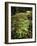 Shamrock Growing in an Ancient Oak Forest, County Kerry, Munster, Republic of Ireland-Andrew Mcconnell-Framed Photographic Print