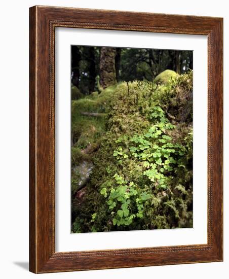 Shamrock Growing in an Ancient Oak Forest, County Kerry, Munster, Republic of Ireland-Andrew Mcconnell-Framed Photographic Print