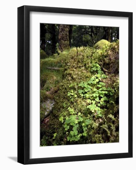 Shamrock Growing in an Ancient Oak Forest, County Kerry, Munster, Republic of Ireland-Andrew Mcconnell-Framed Photographic Print