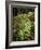 Shamrock Growing in an Ancient Oak Forest, County Kerry, Munster, Republic of Ireland-Andrew Mcconnell-Framed Photographic Print