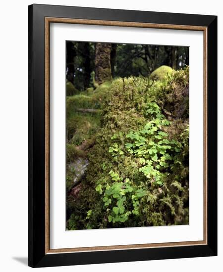 Shamrock Growing in an Ancient Oak Forest, County Kerry, Munster, Republic of Ireland-Andrew Mcconnell-Framed Photographic Print