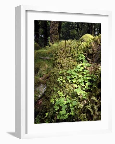 Shamrock Growing in an Ancient Oak Forest, County Kerry, Munster, Republic of Ireland-Andrew Mcconnell-Framed Photographic Print