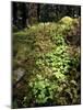 Shamrock Growing in an Ancient Oak Forest, County Kerry, Munster, Republic of Ireland-Andrew Mcconnell-Mounted Photographic Print